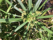 Cyperus involucratus