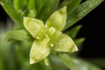 Galium andrewsii ssp. andrewsii