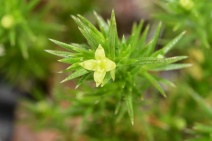 Galium andrewsii ssp. andrewsii