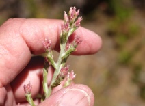 Pseudognaphalium ramosissimum
