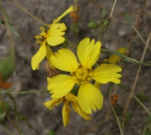 Deinandra fasciculata