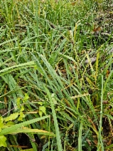 Carex aquatilis var. dives