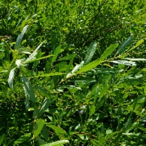 Salix tracyi