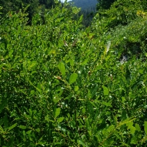 Salix tracyi