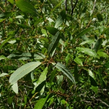 Salix tracyi
