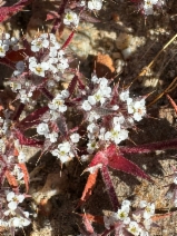 Chorizanthe spinosa
