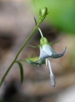 Campanula scouleri