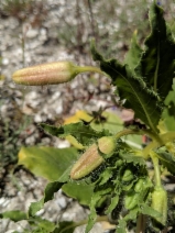 Oenothera deltoides ssp. cognata