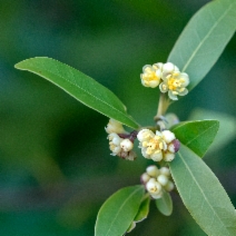 Umbellularia californica