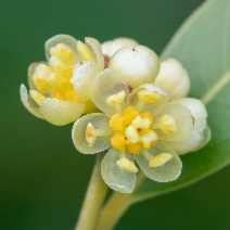 Umbellularia californica