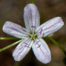 Montia parvifolia