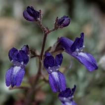 Collinsia greenei