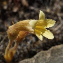 Orobanche fasciculata