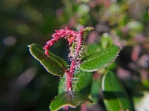 Arctostaphylos nummularia