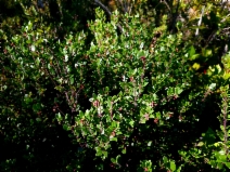 Arctostaphylos nummularia