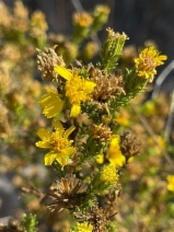 Hemizonia minthornii