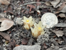 Pityopus californica