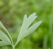 Fumaria capreolata
