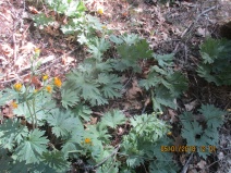 Cacaliopsis nardosmia