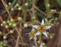 Dudleya edulis