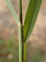 Elymus triticoides
