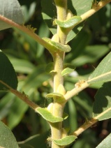 Salix lasiandra