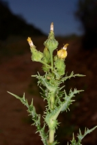 Sonchus asper ssp. asper