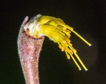 Dirca occidentalis
