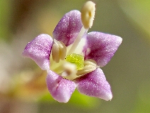 Lycium andersonii