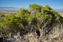 Ericameria nauseosa var. ceruminosa