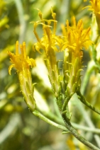Ericameria nauseosa var. ceruminosa