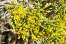 Ericameria nauseosa var. ceruminosa