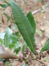 Morella californica