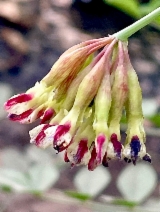 Lotus crassifolius
