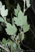 Malacothamnus fasciculatus var. nuttallii