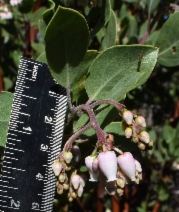 Arctostaphylos manzanita ssp. manzanita