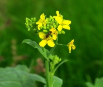Brassica rapa