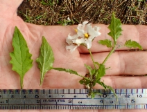 Solanum douglasii
