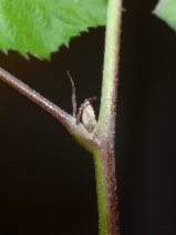 Rubus ulmifolius var. anoplothyrsus