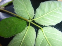 Rubus ulmifolius var. anoplothyrsus