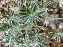Lupinus formosus - Calflora