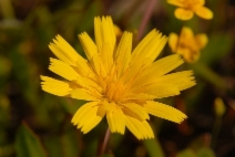 Leontodon saxatilis ssp. saxatilis