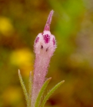 Castilleja brevistyla