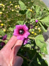 Malva arborea