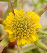 Centromadia pungens ssp. pungens