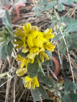 Lotus argophyllus