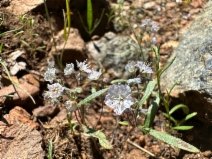 Phacelia pringlei