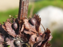 Rumex kerneri