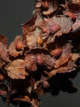 Rumex kerneri
