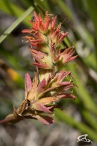 Castilleja miniata ssp. elata